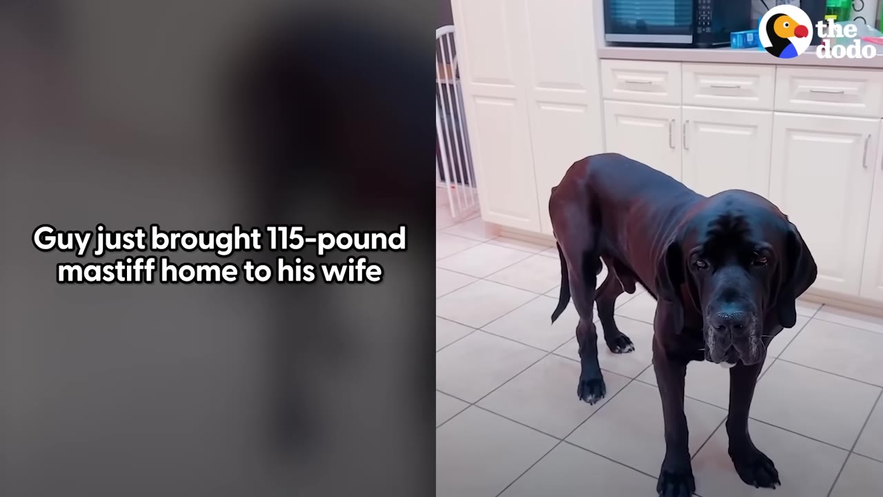 A large, dark-colored mastiff dog stands on a tiled kitchen floor, looking up towards the camera.