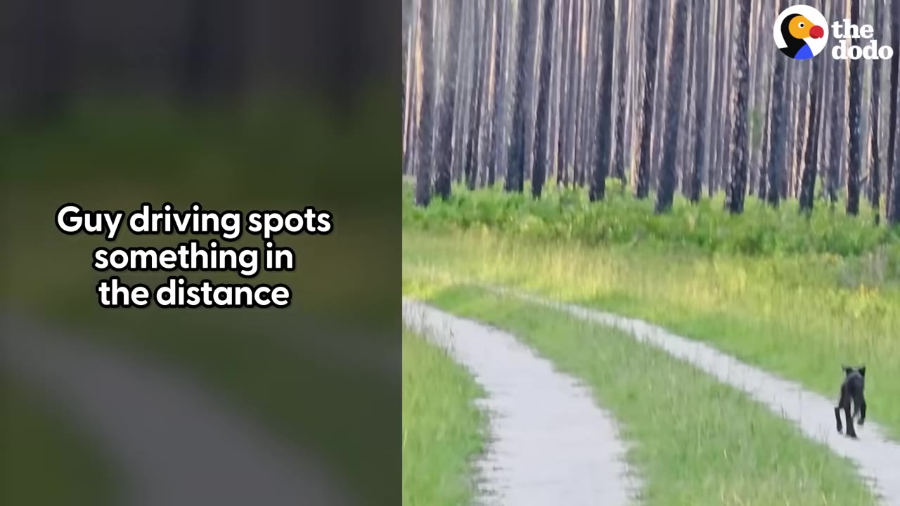 A dirt path winding through a pine forest with a small black animal visible in the distance.