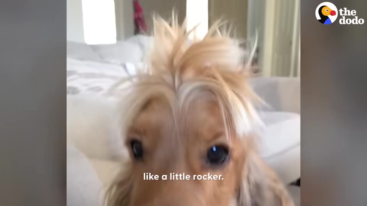 A close-up of a light brown dog with long, spiky blonde hair on top of its head, resembling a mohawk.