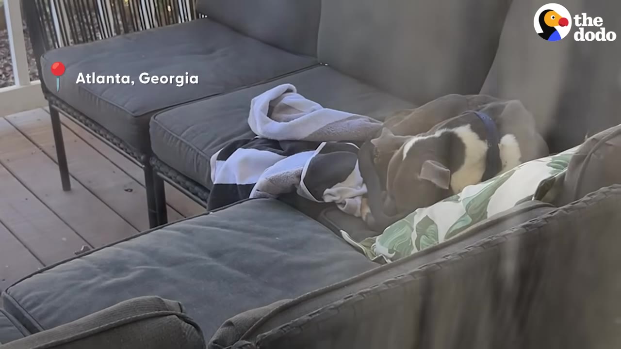 A gray and white pit bull curled up asleep on a gray outdoor sectional sofa on a wooden porch, next to a blanket and a patterned pillow.