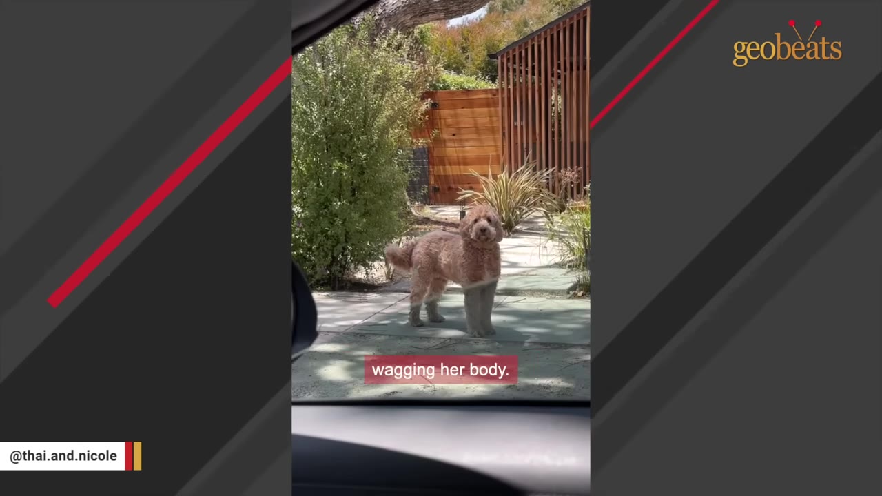 A fluffy goldendoodle stands on a paved driveway outside a house, looking directly toward the camera.