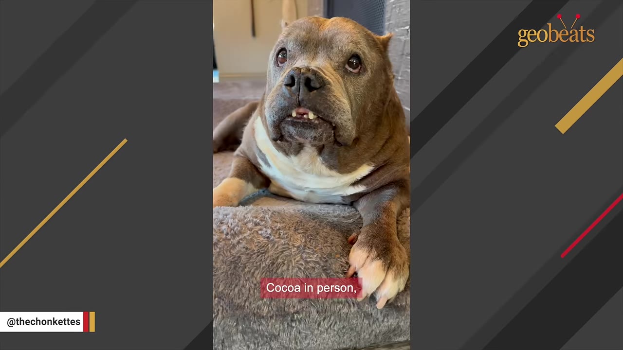 A close-up shot of a gray and white American Bully dog named Cocoa looking up with wide eyes and a slight underbite, resting on a gray dog bed.