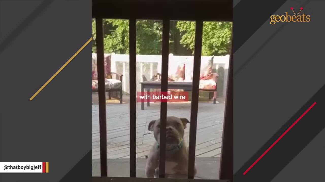 A small brown dog with a collar looks up from behind vertical wooden deck railings, with a wooden deck and outdoor furniture visible in the background.