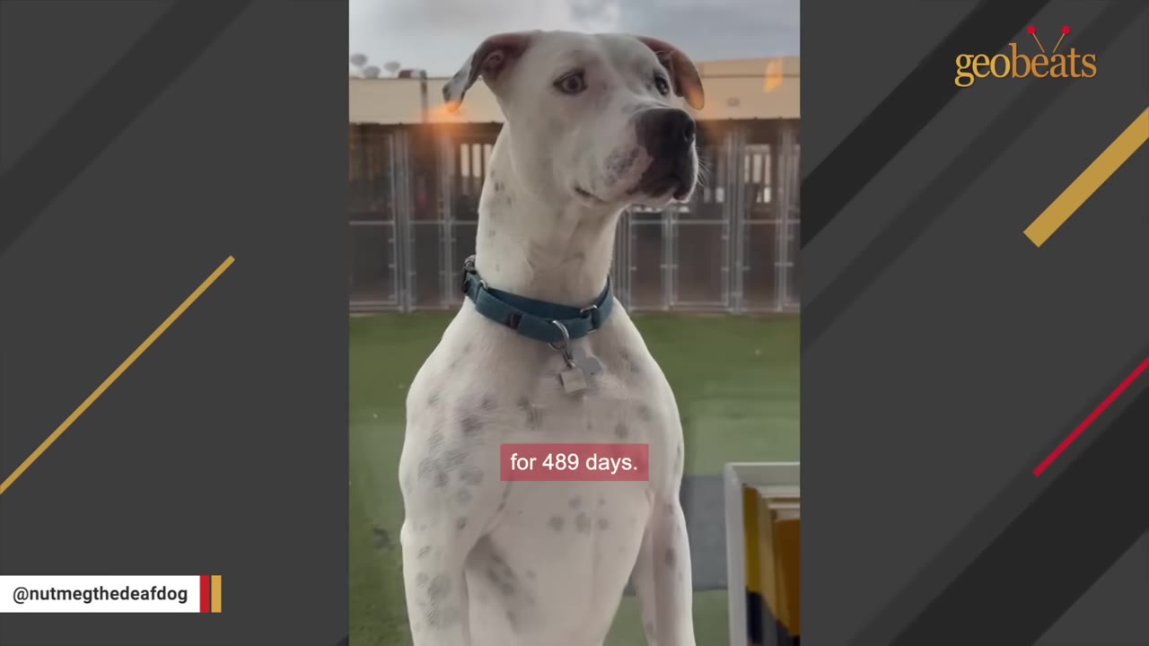 A white dog with black spots and a blue collar stands looking out, with a subtitle that reads 'for 489 days.'