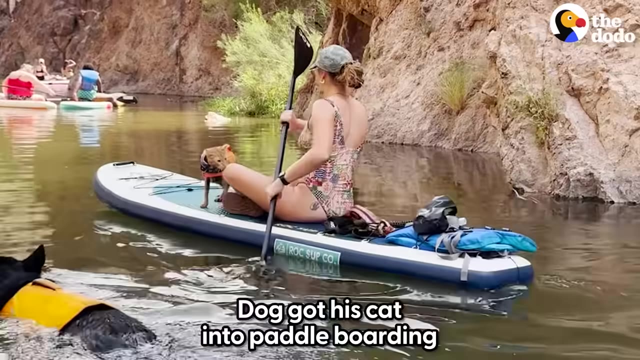 A woman wearing a swimsuit and a cap sits on a paddleboard on a river, holding a paddle, with a small cat sitting in front of her, while a black dog in a yellow life vest swims nearby.