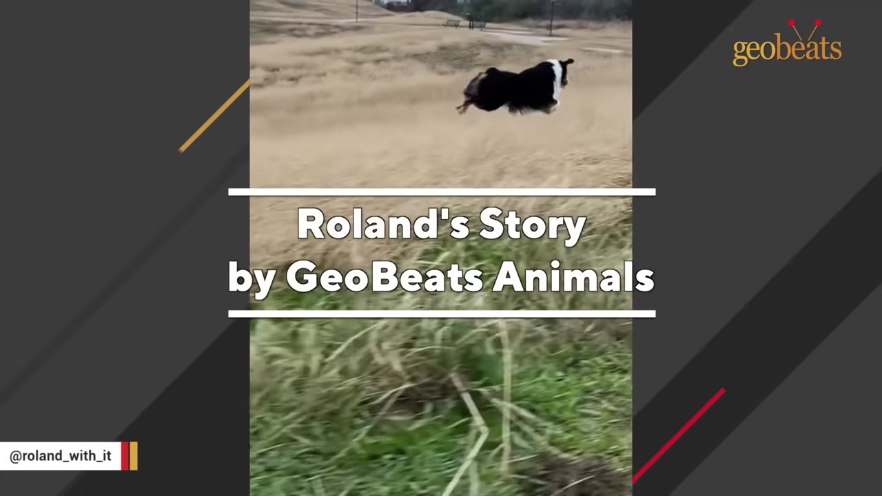A black and white dog running mid-air across a grassy field.