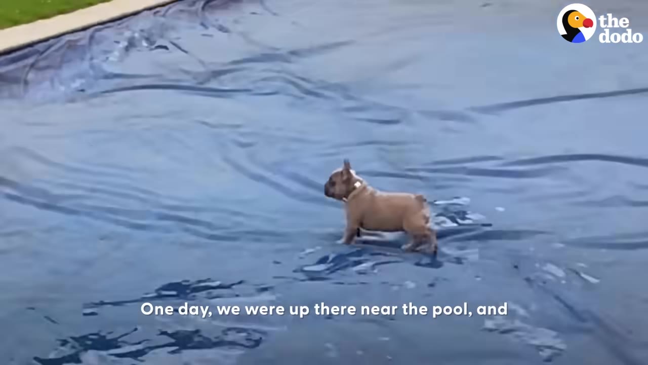 A small French bulldog puppy stands on a blue pool cover, looking forward.