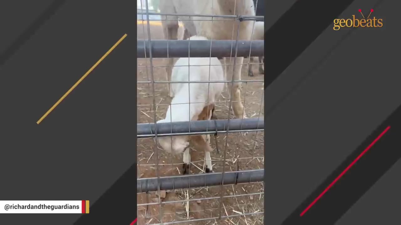 A small, young lamb stands behind a wire fence in a dirt enclosure.