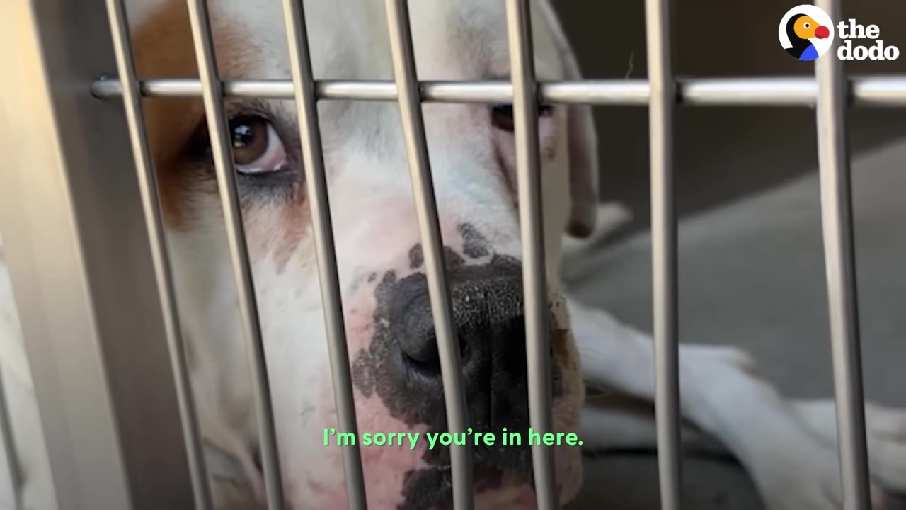 A close-up of a white dog with brown patches and a spotted nose looking sadly through the metal bars of a shelter cage.