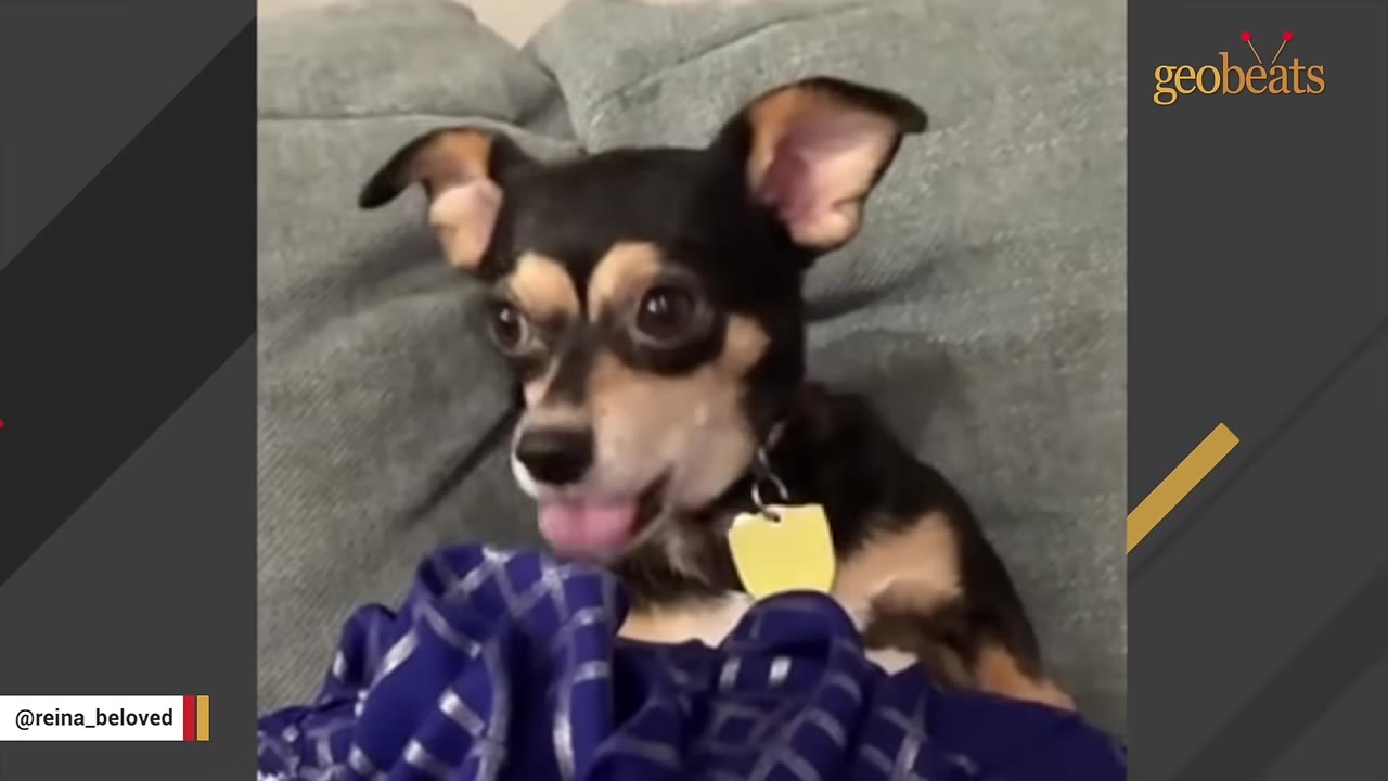 A close-up shot of a small black and tan Chihuahua with large ears, wearing a yellow tag, looking alertly to the side.