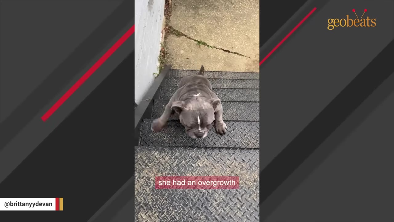 A small grey bulldog sits on metal stairs, looking down at its front paws.