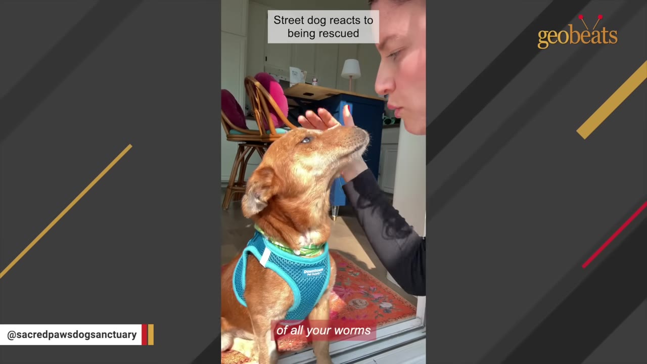 A brown dog wearing a blue harness looks up as a woman gently pets its head, with a video subtitle reading 'of all your worms'.