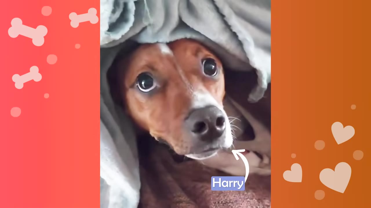 A close-up of a brown and white dog named Harry peeking out from under a grey blanket with wide, curious eyes.