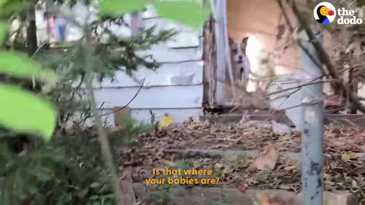 A dog stands in the doorway of an overgrown, abandoned house with peeling white siding.