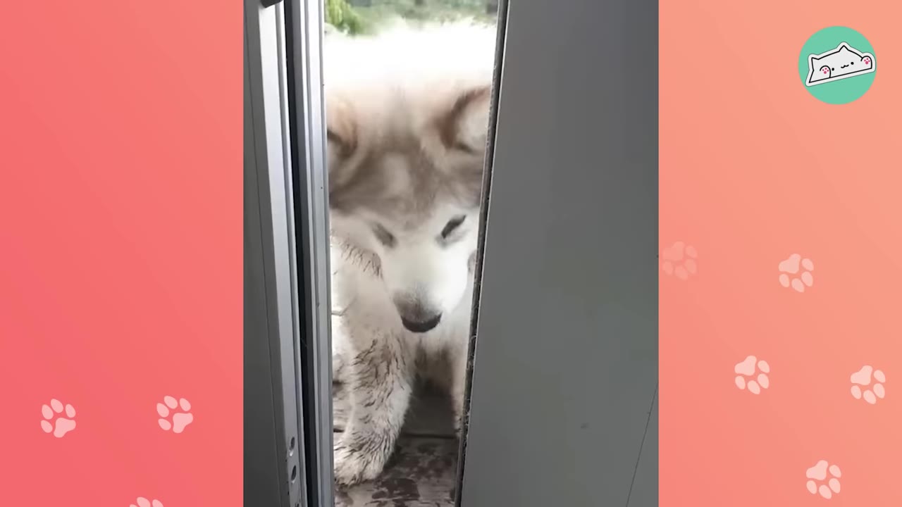 A fluffy grey and white puppy looking down shyly as it peeks through a partially open sliding door.
