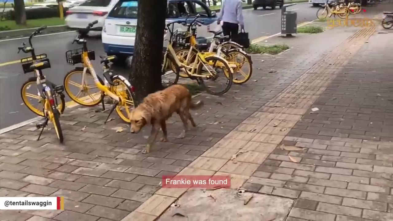 A wet, scruffy golden dog walks along a brick sidewalk next to parked yellow bicycles and a busy street.