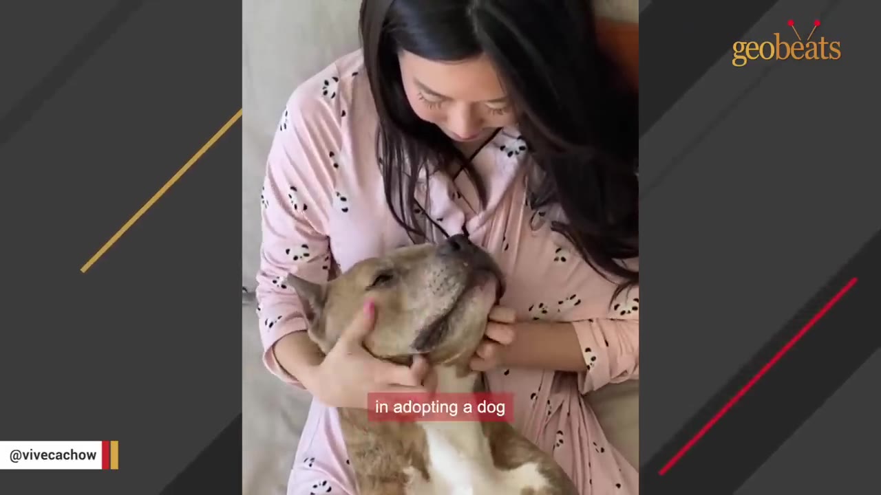 A woman in pink panda-patterned pajamas gently cradles and pets a tan and white pit bull dog.