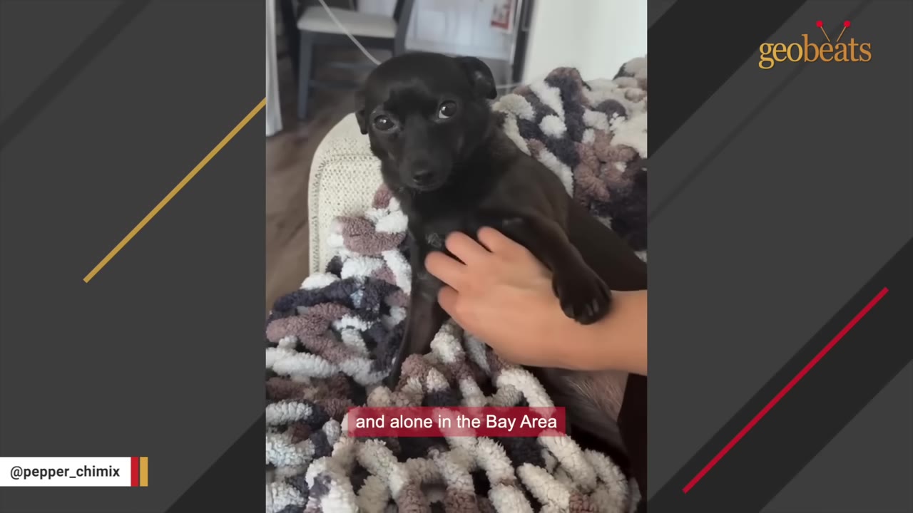 A small black dog lies on a patterned blanket while a hand gently pets its chest, with a subtitle reading 'and alone in the Bay Area'.
