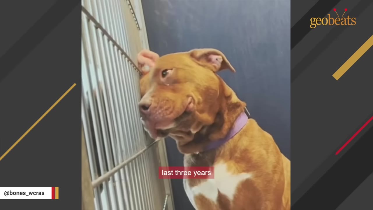 A brown dog with a purple collar rests its head against the metal bars of a cage, looking sad, with a subtitle that reads 'last three years'.