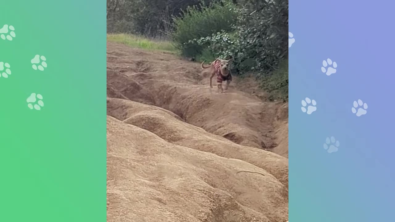 A small, senior dog wearing a sweater walks alone down a dirt path on a hillside.