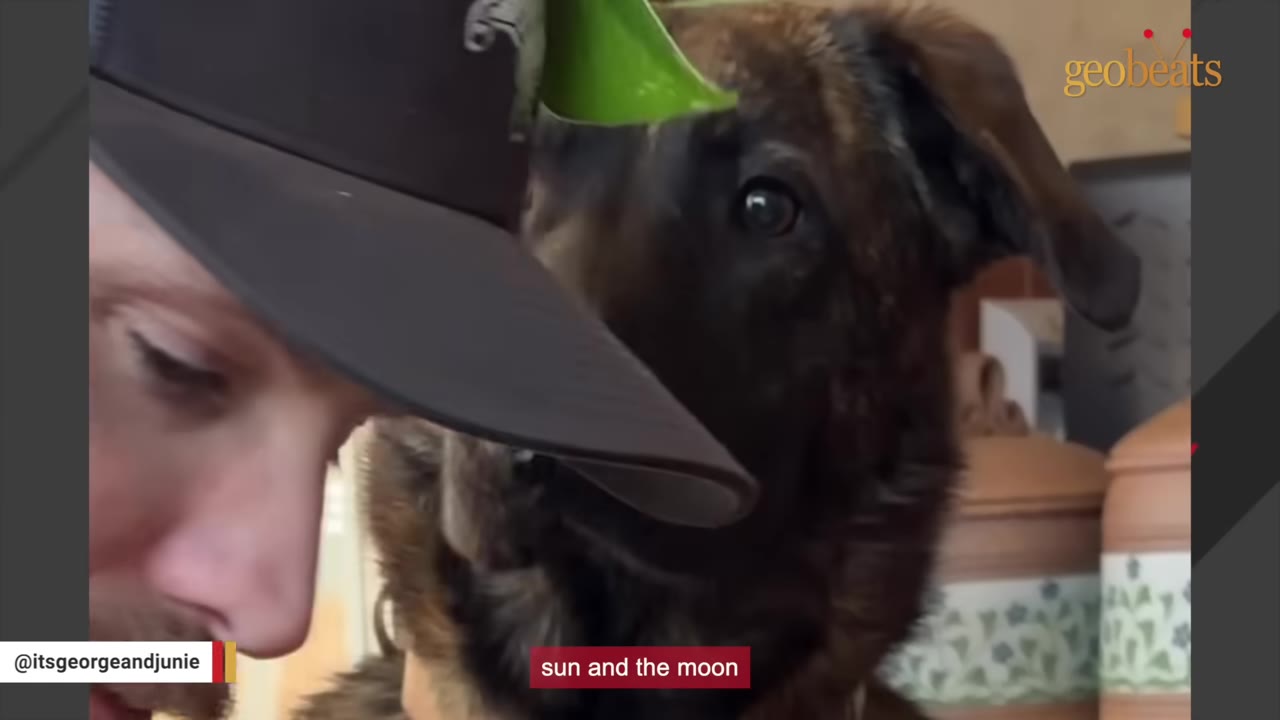 A close-up shot of a brindle dog looking intently at a man wearing a dark baseball cap.