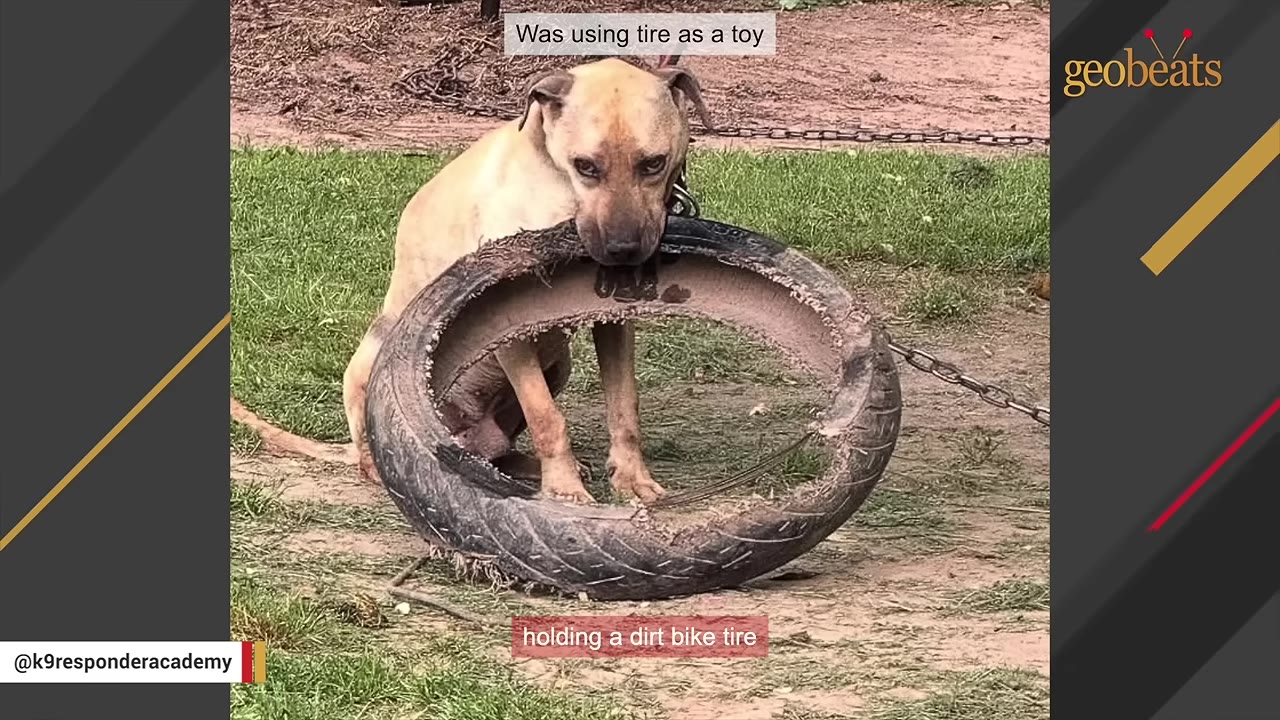 A tan dog chained in a dirt and grass yard, holding a worn-out dirt bike tire in its mouth.