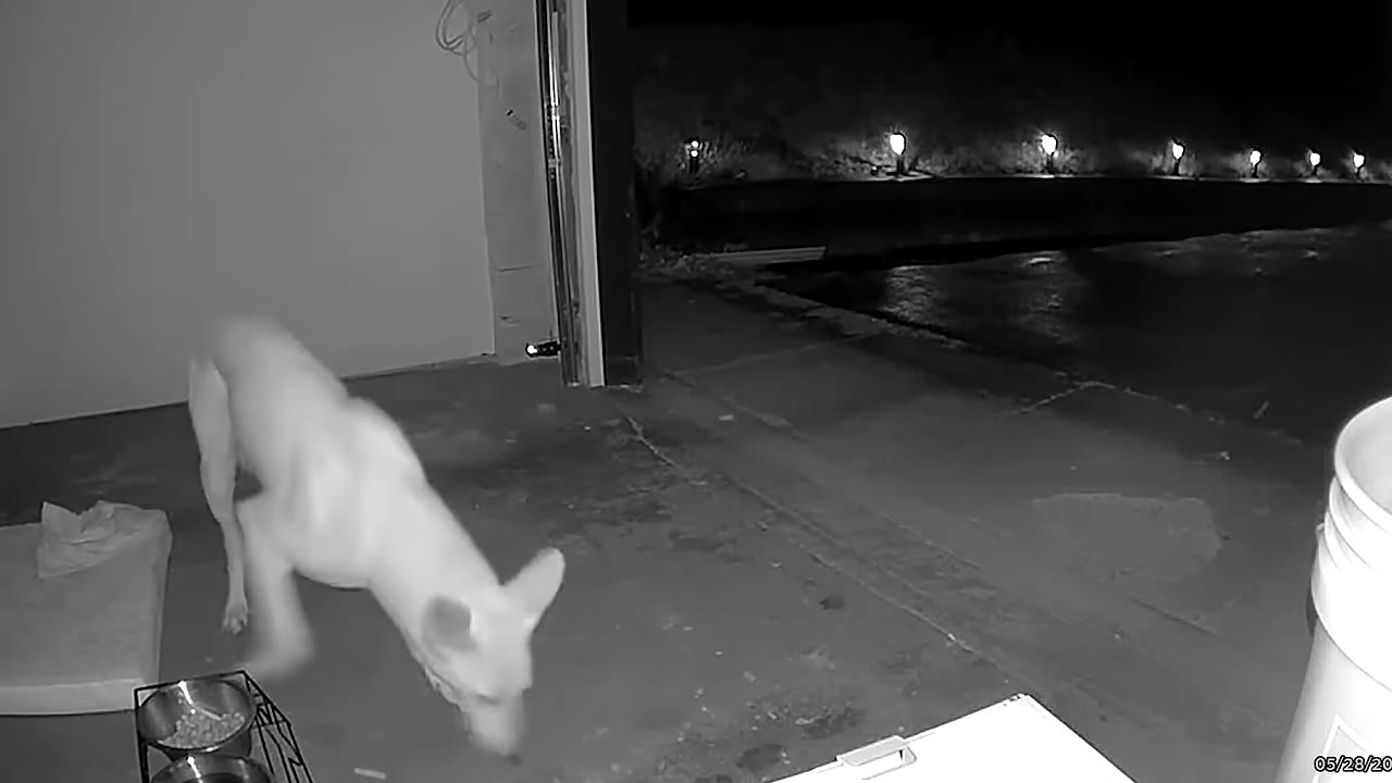 A black and white security camera frame showing a scrawny white dog-like animal wandering near a garage at night.