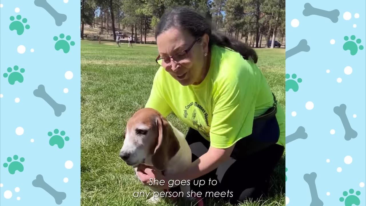 A woman in a bright yellow t-shirt kneels on a grassy field, smiling as she gently pets a brown and white basset hound.