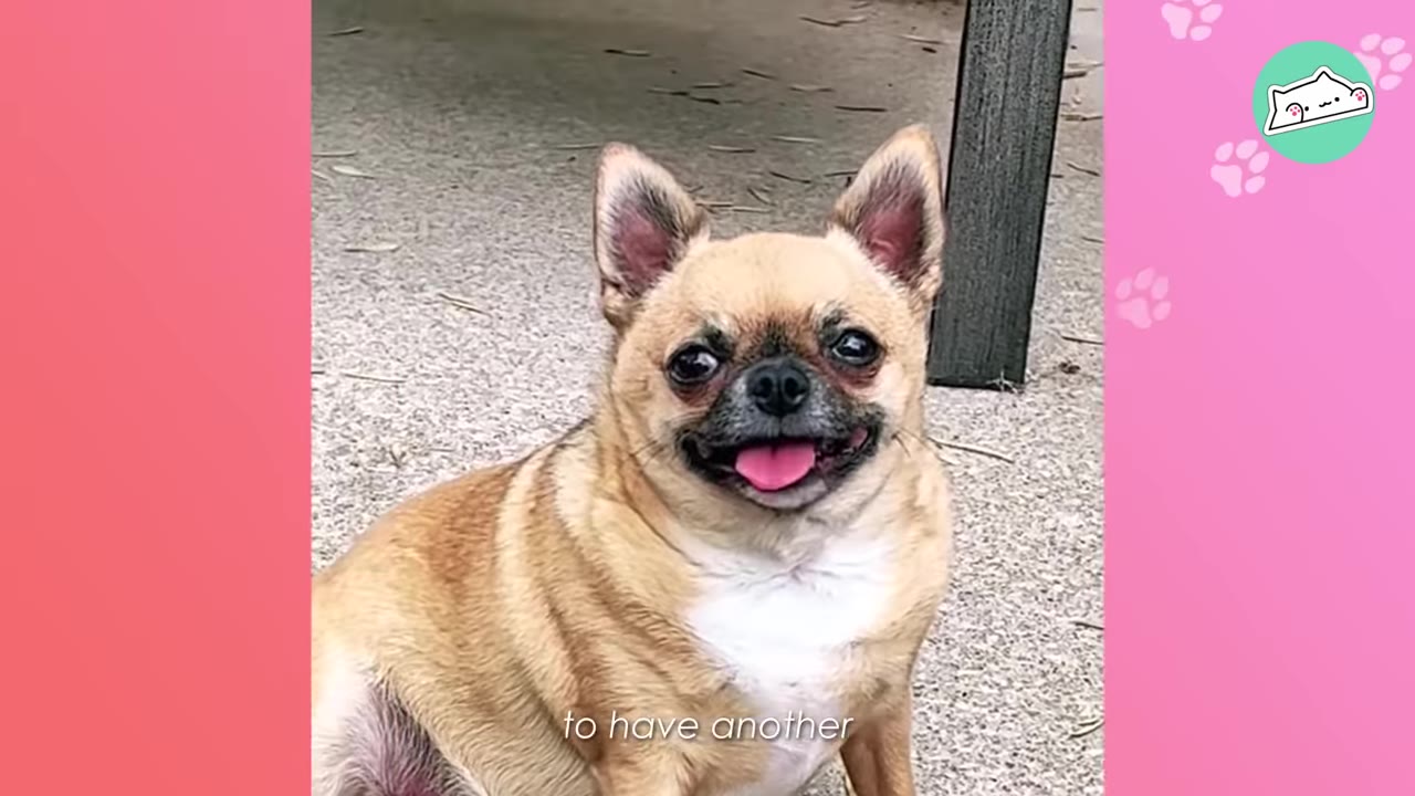 A small tan and white Chihuahua-mix dog sitting upright on a concrete surface, looking directly at the camera with a happy expression and its tongue slightly out.