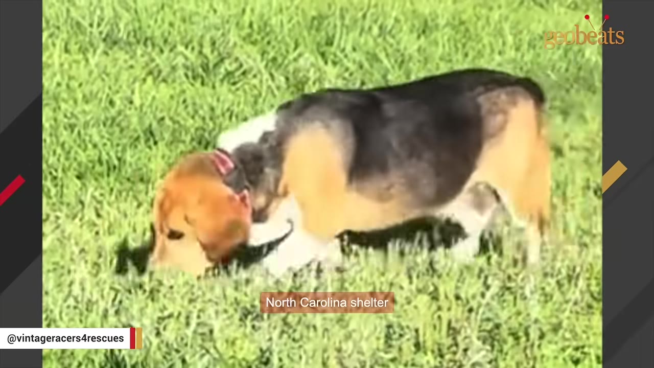 A tricolor beagle-type dog sniffs the green grass, with a caption reading 'North Carolina shelter'.