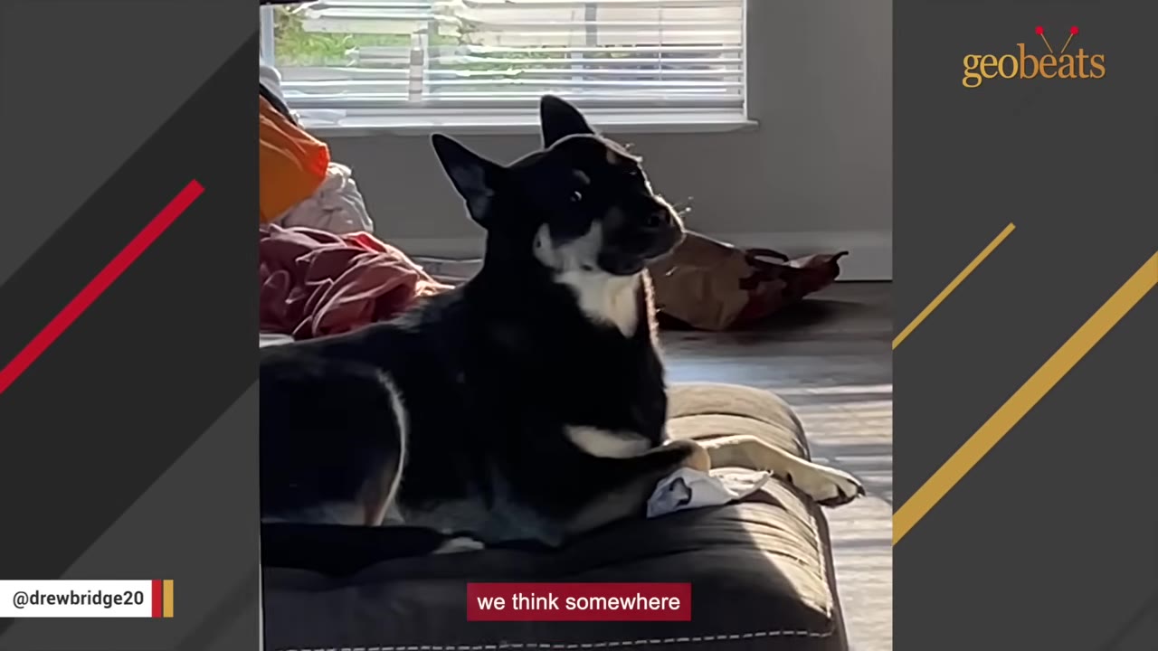 A black and tan dog with pointed ears lies on a brown cushion indoors, looking off to the side.