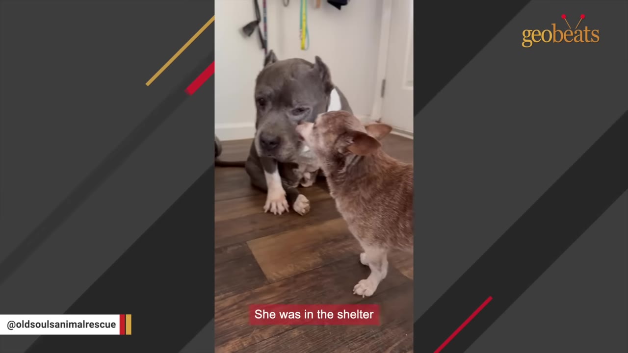 A gray pit bull sits on a wooden floor looking downcast as a small brown Chihuahua stands in front of her, licking her face.