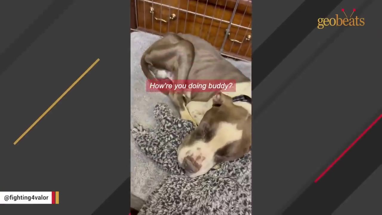 A thin, brown and white dog lies curled up on a grey blanket, looking sad and defeated.