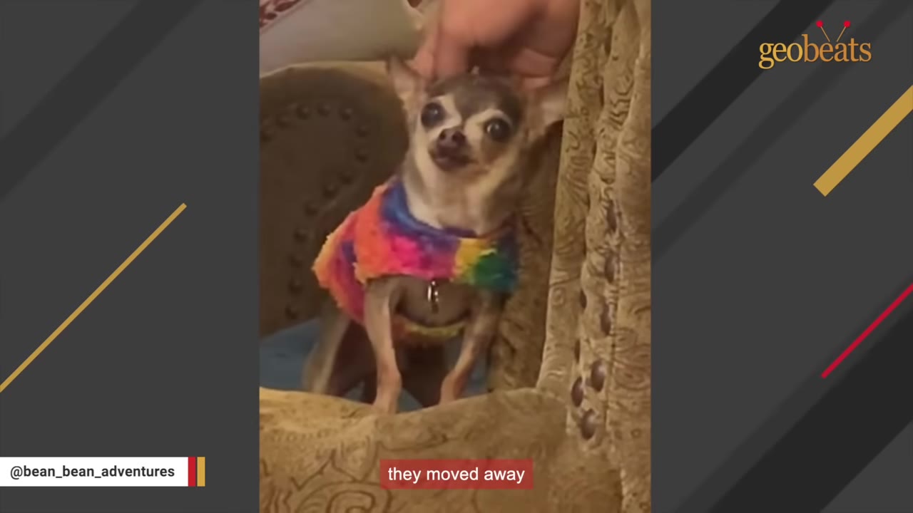 A small chihuahua wearing a colorful tie-dye sweater looks forward as a hand gently pets its head, with a subtitle reading 'they moved away'.