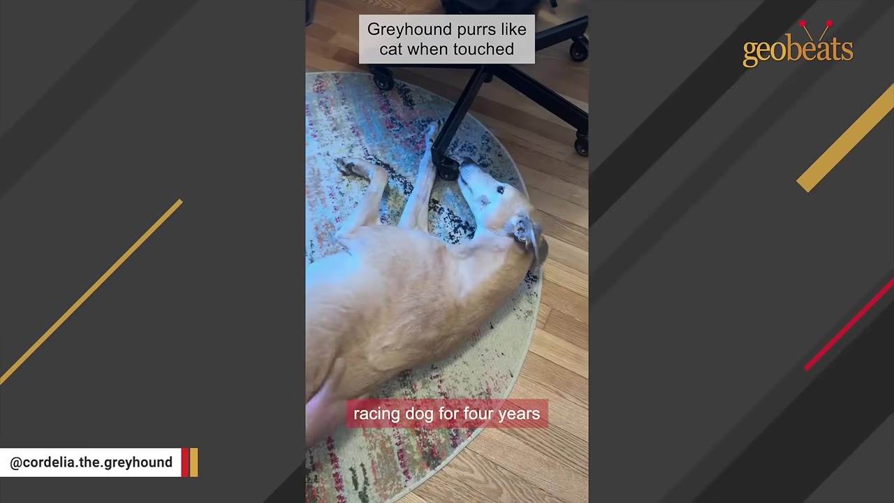 A light-colored greyhound lies on her back on a colorful round rug on a wooden floor, with a caption that reads 'racing dog for four years'.