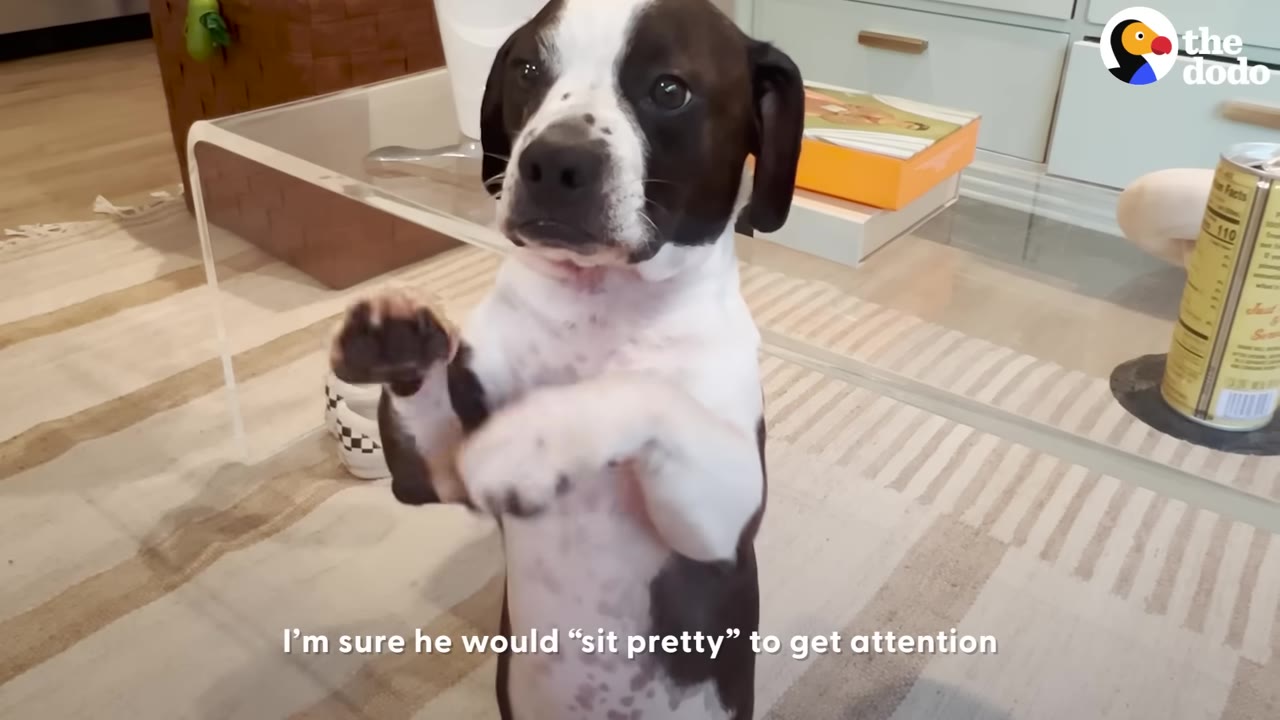 A black and white dog standing on its hind legs on a striped rug, looking directly at the camera with its paws held up.