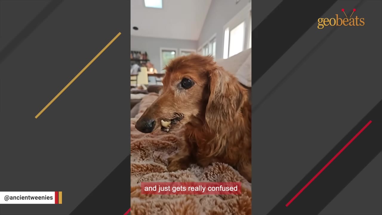 A close-up shot of a senior long-haired dachshund lying on a fluffy brown blanket, looking slightly to the side with a gentle expression.