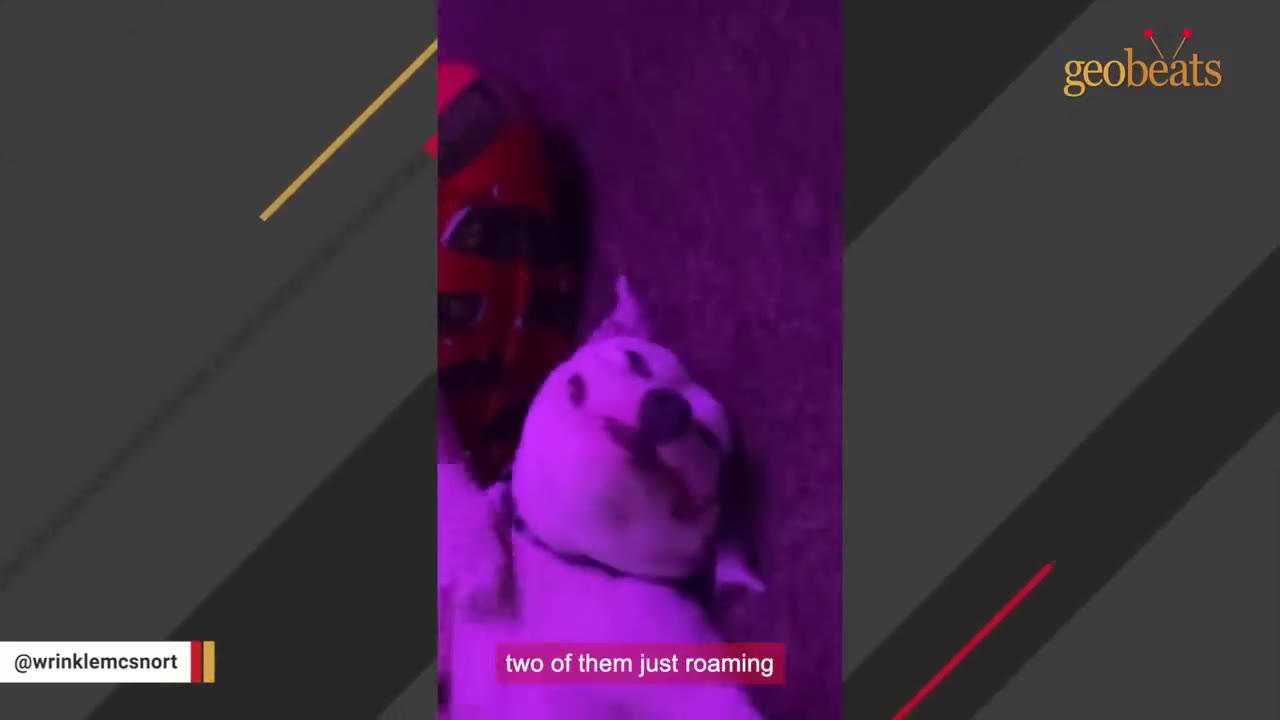 A white dog looking up under a purple light with the subtitle 'two of them just roaming'.