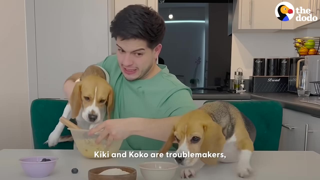 A man in a green shirt holds a beagle puppy near a mixing bowl on a kitchen table while another beagle puppy stands on the table next to a small bowl.