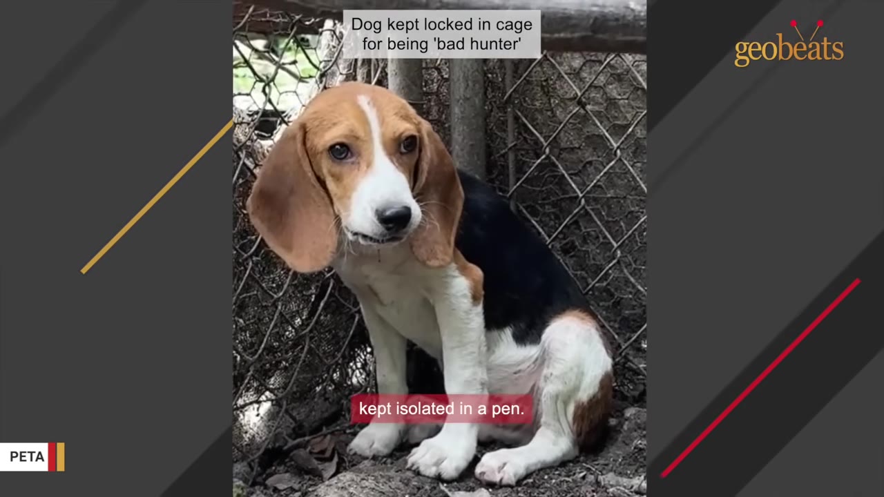 A young tricolor beagle sits timidly inside a wire-mesh enclosure, looking sad and anxious.