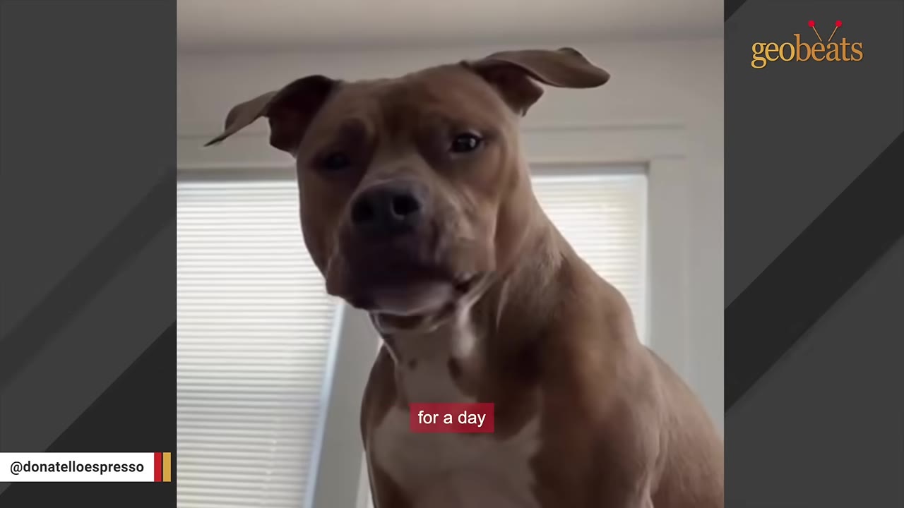 A close-up portrait of a brown and white pit bull looking directly at the camera.