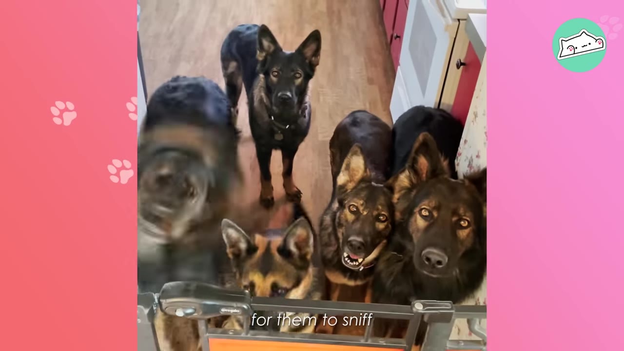A pack of five German Shepherd dogs standing behind a pet gate in a kitchen, looking curiously towards the camera.