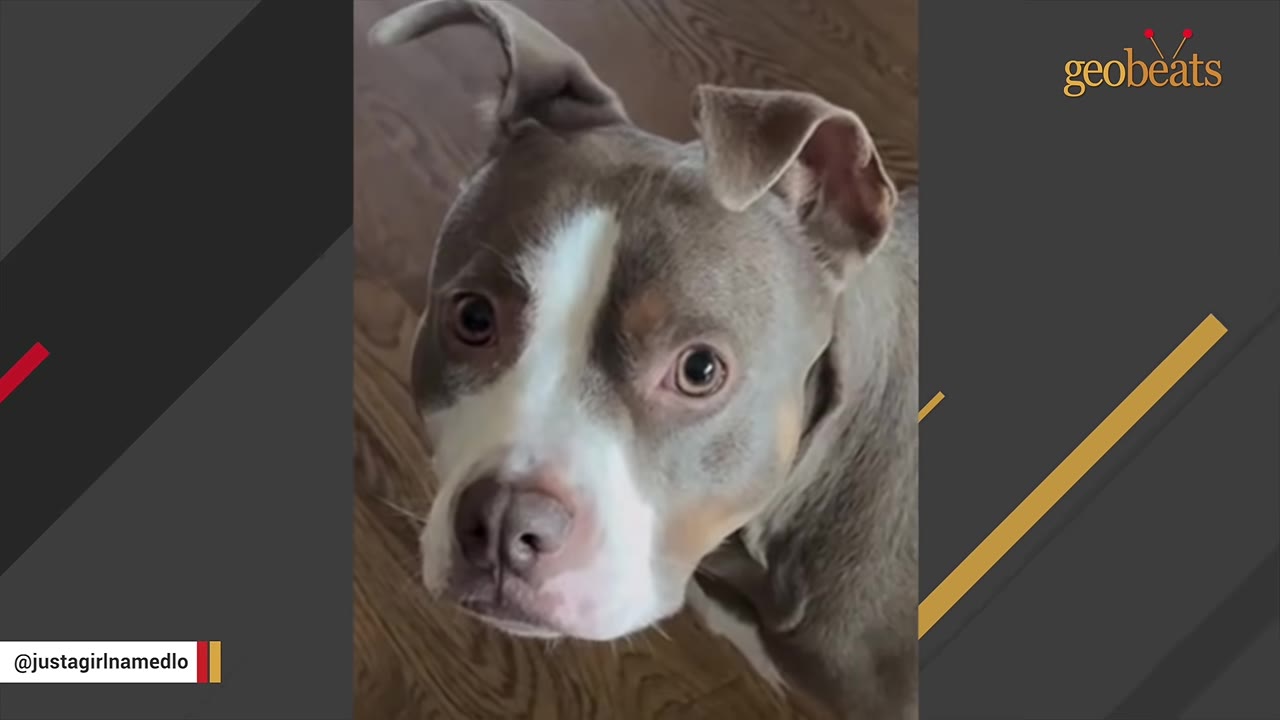 A close-up shot of a grey and white pit bull mix looking up with wide, expressive brown eyes.