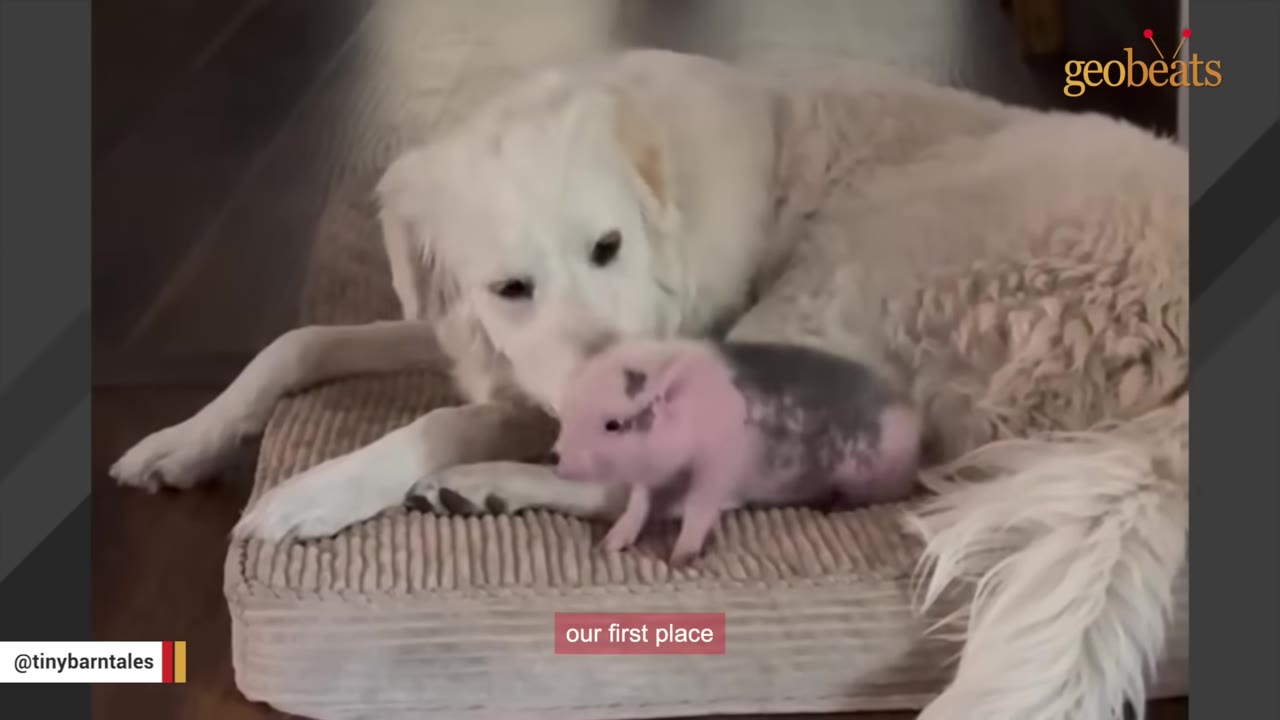 A white dog lies on a dog bed next to a small pink and grey piglet, with a subtitle reading 'our first place'.