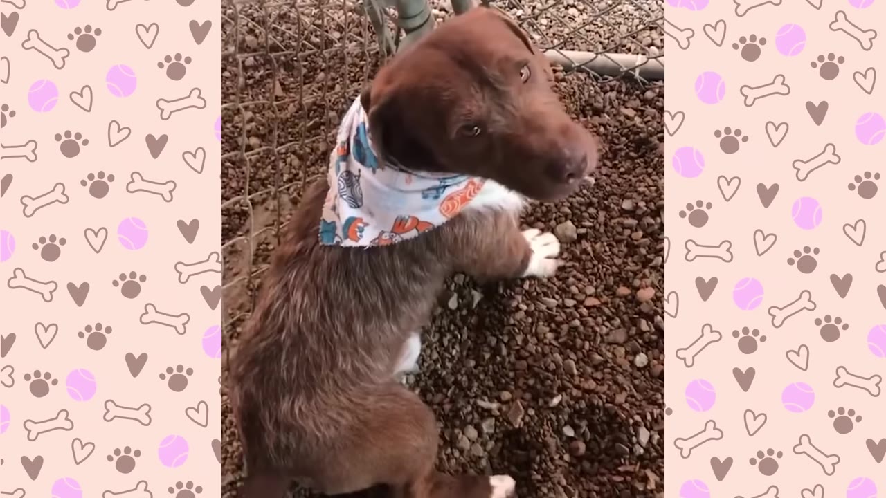 A brown puppy wearing a colorful patterned bandana looks up at the camera while sitting on gravel.