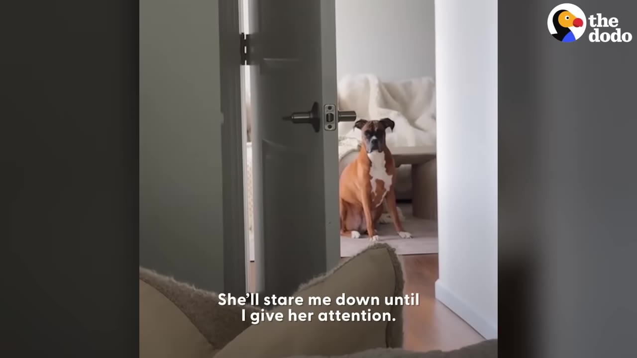 A brown and white boxer dog sits in a doorway, staring directly at the camera.