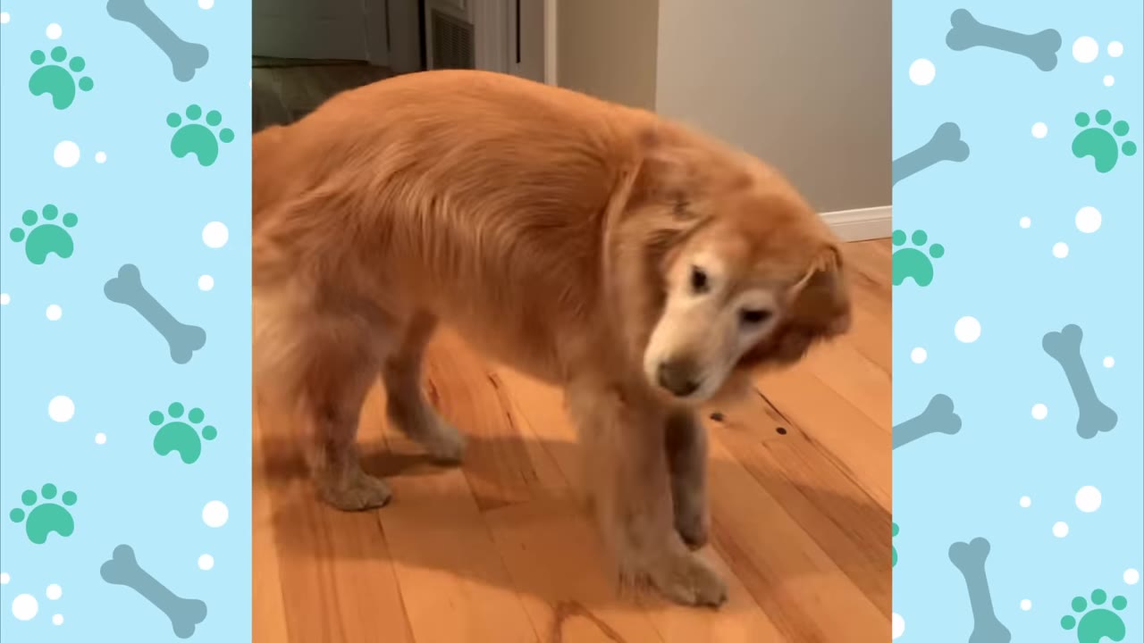 A golden retriever stands on a wooden floor, tilting its head curiously.