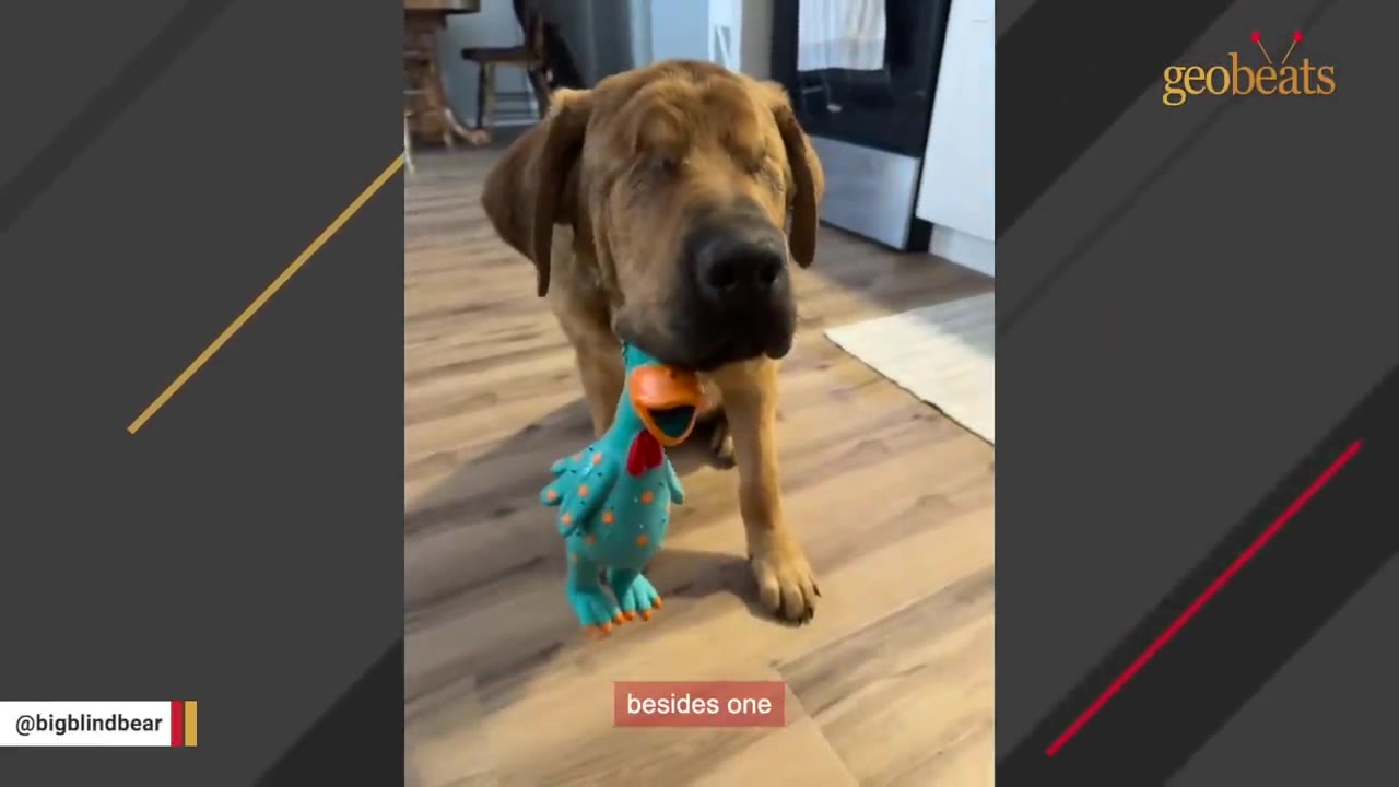 A brown dog sits indoors holding a blue rubber chicken toy in its mouth, with a text overlay that reads 'besides one'.