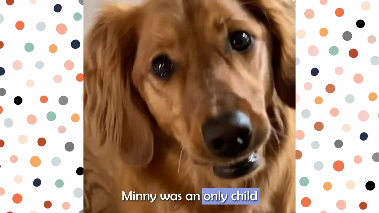 A close-up portrait of a golden retriever dog looking directly at the camera with a curious expression.