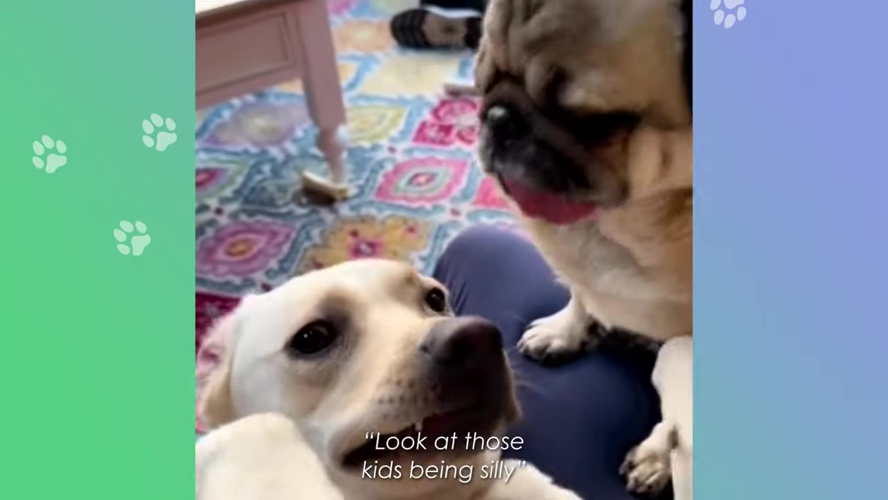 A small pug sits on a person's lap, looking down towards a larger yellow Labrador Retriever who is looking up at it.
